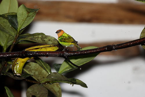 Silver-backed tanager